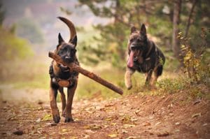 animali domestici pericolo amianto